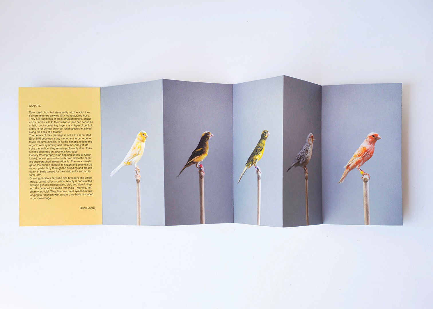 canary 6